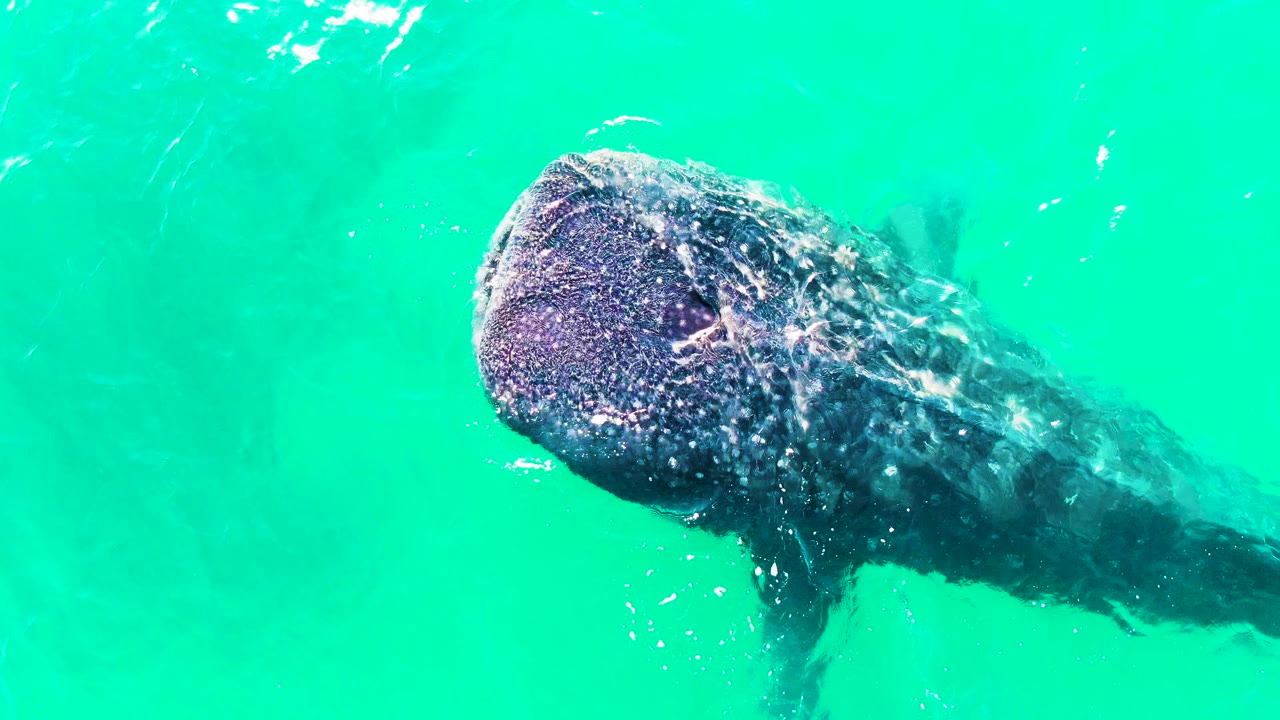 Whale shark near the surface in turquoise water.