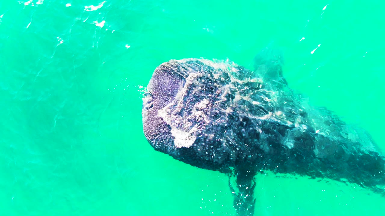 The whale shark's wide head and open mouth sit near the center of the frame in Bahia De Los Angeles, Mexico, with bright surface glare and turquoise water around it, no visible people.