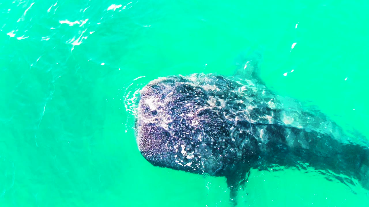 A whale shark remains high in the frame in Bahia De Los Angeles, Mexico, with its head at left, body fading into the right side, and ripples breaking across the turquoise surface, no visible people.