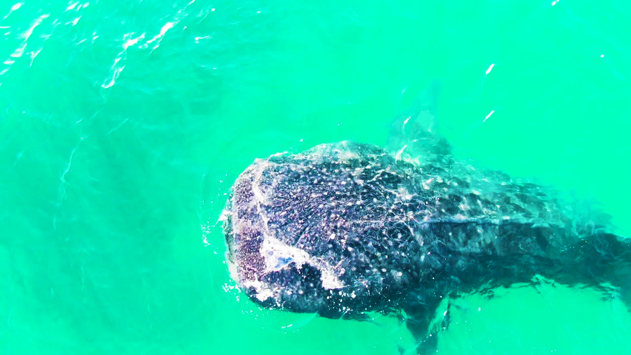 The whale shark is lower in the frame in Bahia De Los Angeles, Mexico, with a foamy patch over its head and its long body visible beneath bright turquoise water, no visible people.