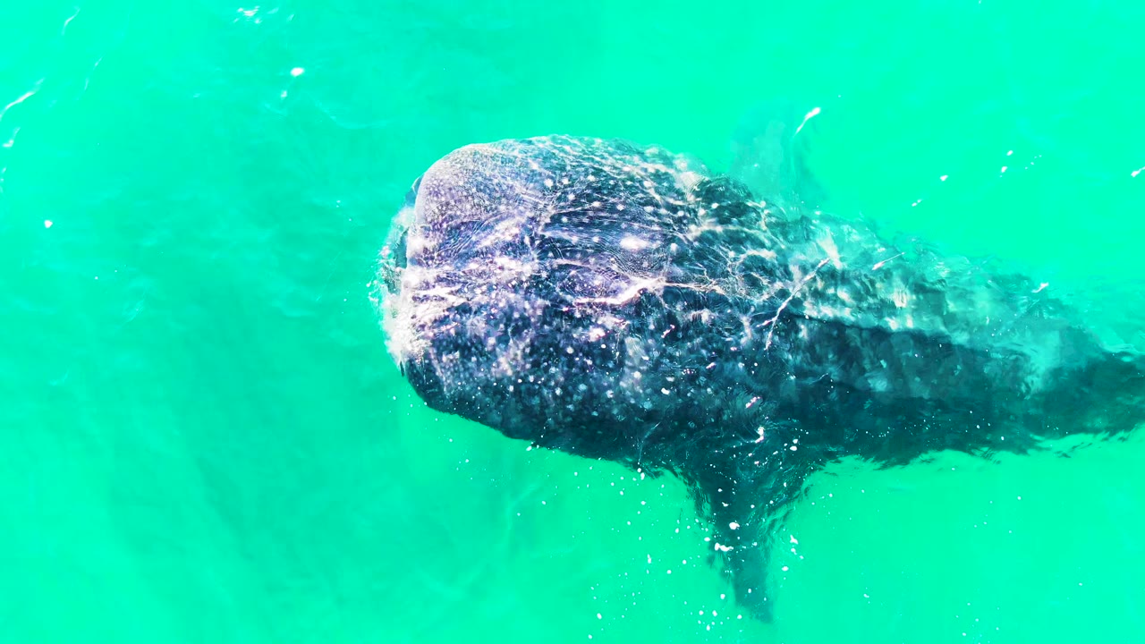Overhead view of a whale shark entering frame in turquoise water at Bahia De Los Angeles, with bubbles near its head and no visible people.
