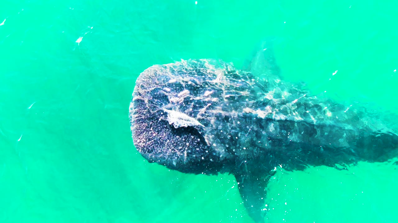 Whale shark head and body under rippled turquoise water.