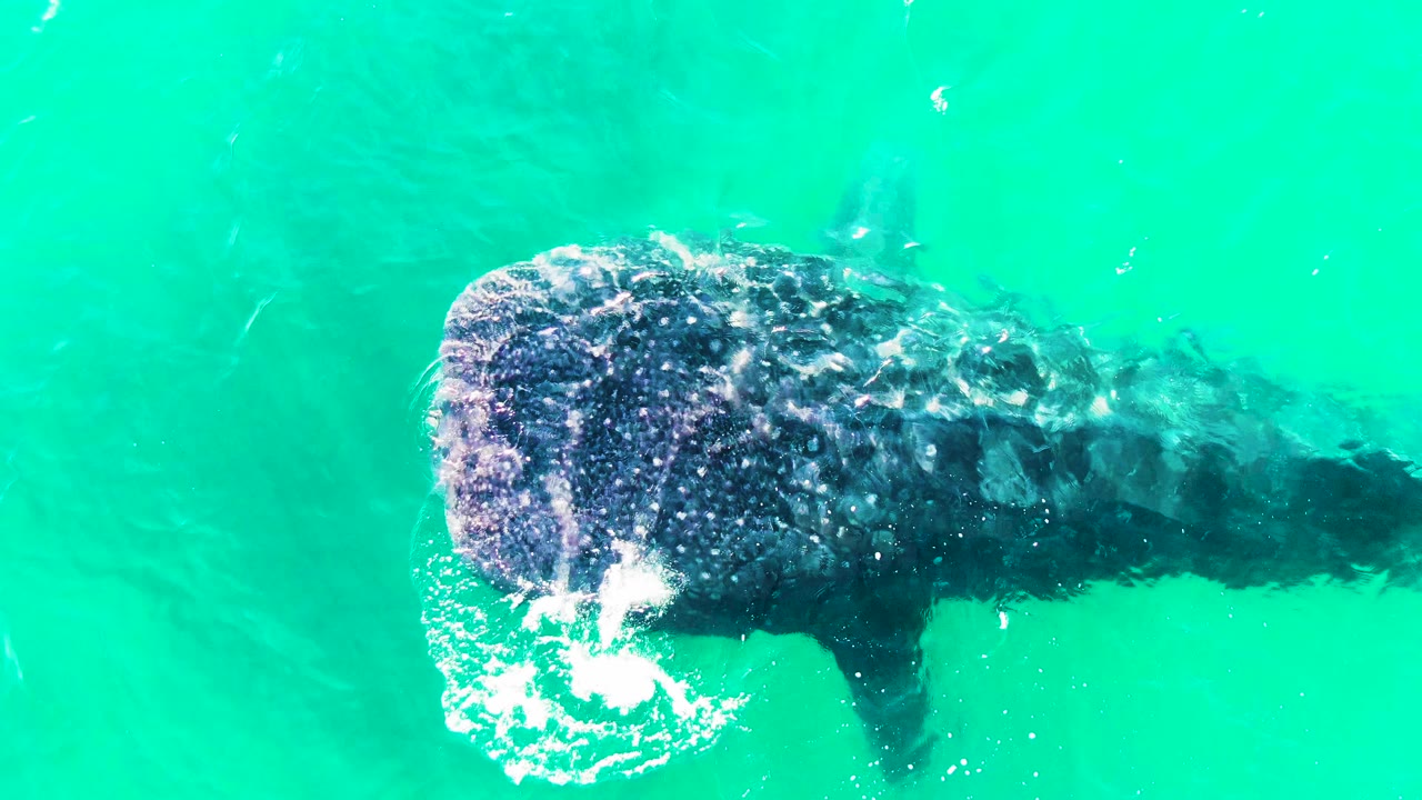 The whale shark's broad head sits near the upper-left area of the frame in Bahia De Los Angeles, with white bubbles breaking on the surface and no visible people.