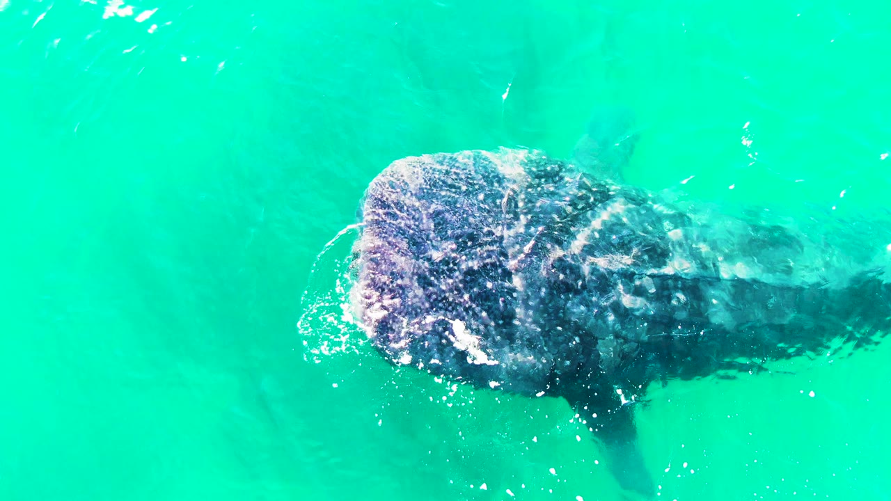 Whale shark seen from above in turquoise water.