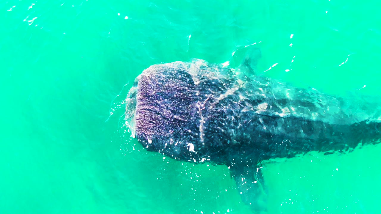Overhead frame of the whale shark more fully across the center in Bahia De Los Angeles, Mexico, with its broad head, spotted pattern, and no visible people.