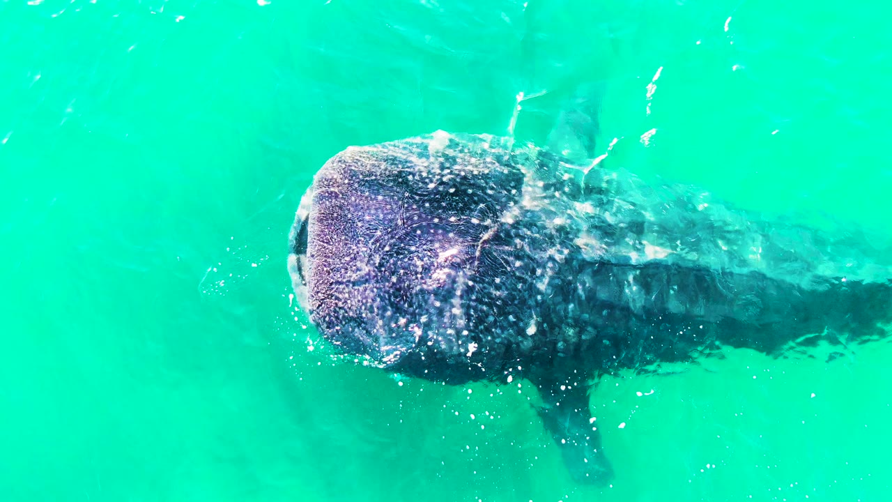 The whale shark continues through bright turquoise water in Bahia De Los Angeles, Mexico, with white surface disturbance near the head and no visible people.