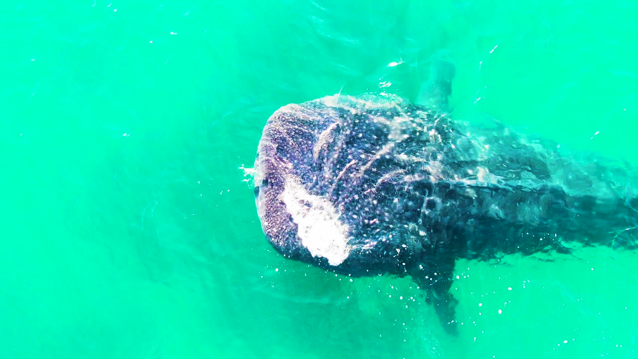 Overhead view of the whale shark shifted lower in frame in Bahia De Los Angeles, Mexico, with a pale splash at its head and no visible people.