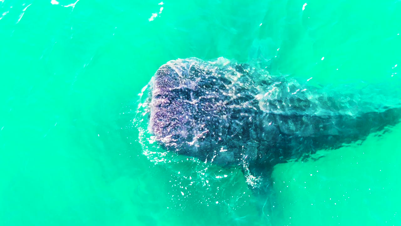 Top-down view of a whale shark entering the frame in turquoise water at Bahia De Los Angeles, Mexico, with bubbles around its broad head and no visible people.
