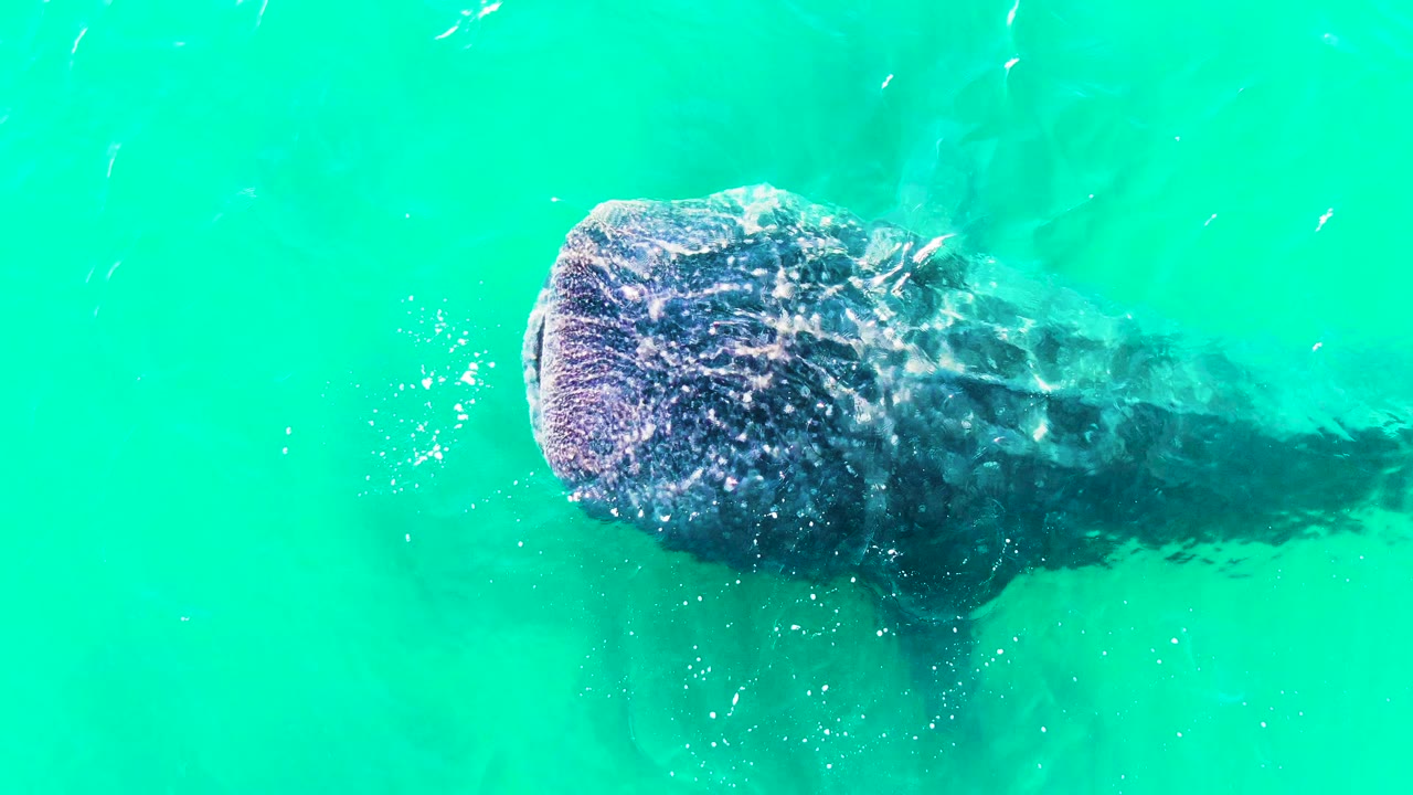 Aerial view of the whale shark continuing through clear blue-green water at Bahia De Los Angeles, Mexico, with white surface sparkle beside the head and no visible people.