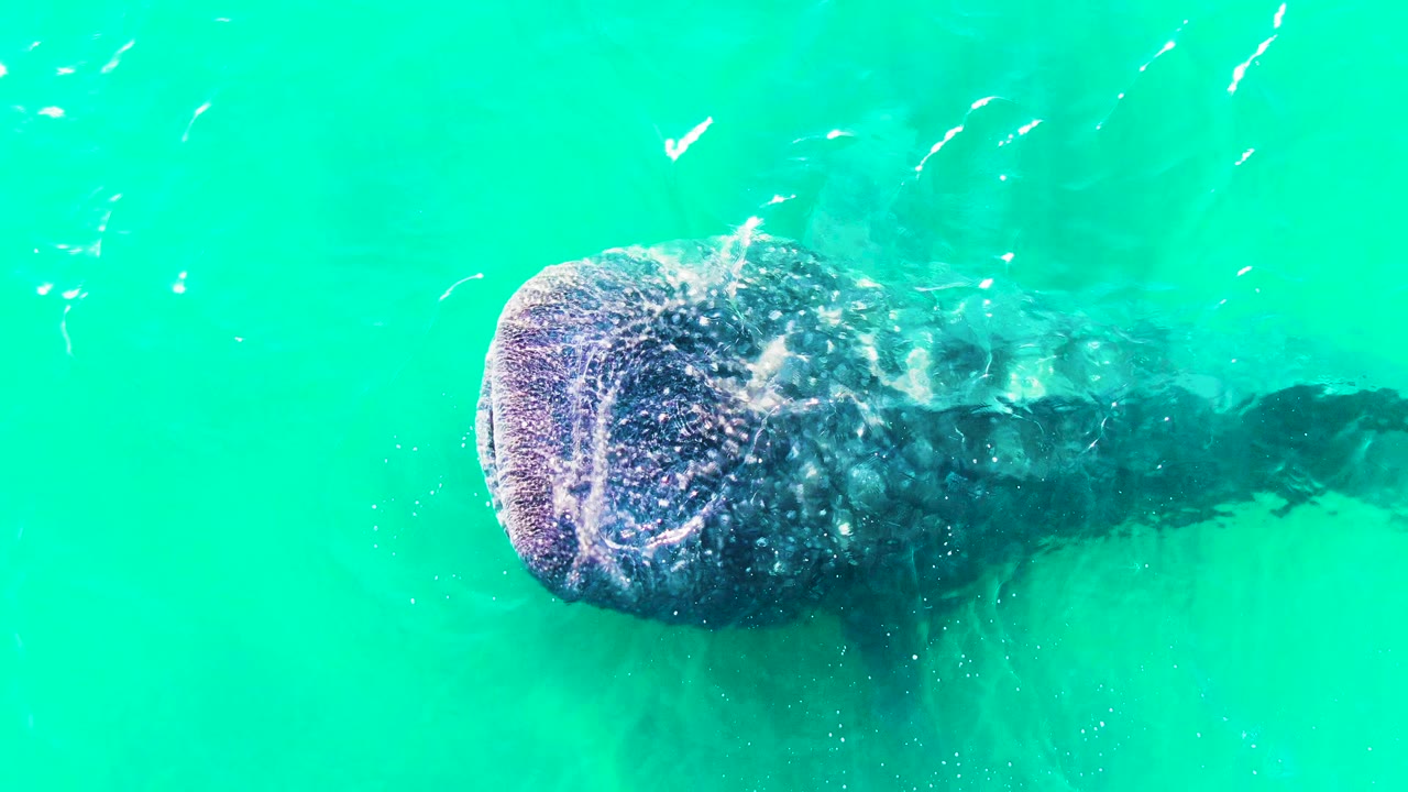 Whale shark just below turquoise water with head at left.
