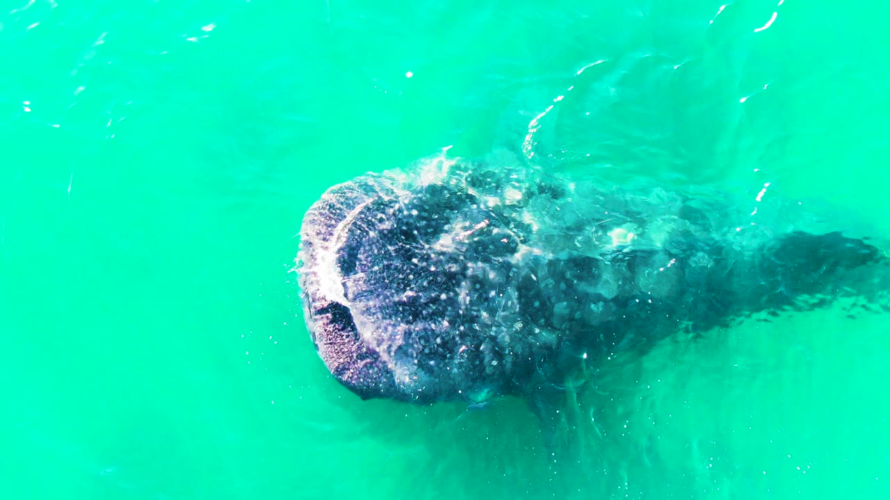 The whale shark glides farther across the turquoise surface in Bahia De Los Angeles, Mexico, with white speckled skin and a darker submerged body visible, and no visible people.