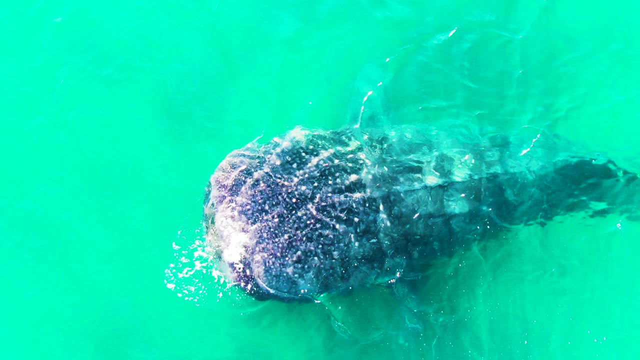 A whale shark near the water surface in Bahia De Los Angeles, Mexico, shows a bright splash near the head and its body fading into turquoise water, with no visible people.
