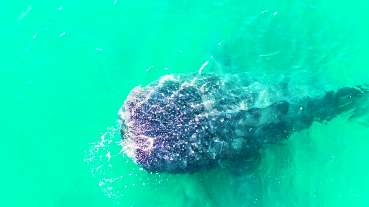 The whale shark remains just below the blue-green water in Bahia De Los Angeles, Mexico, with its head left of center and a small splash along the side, and no visible people.