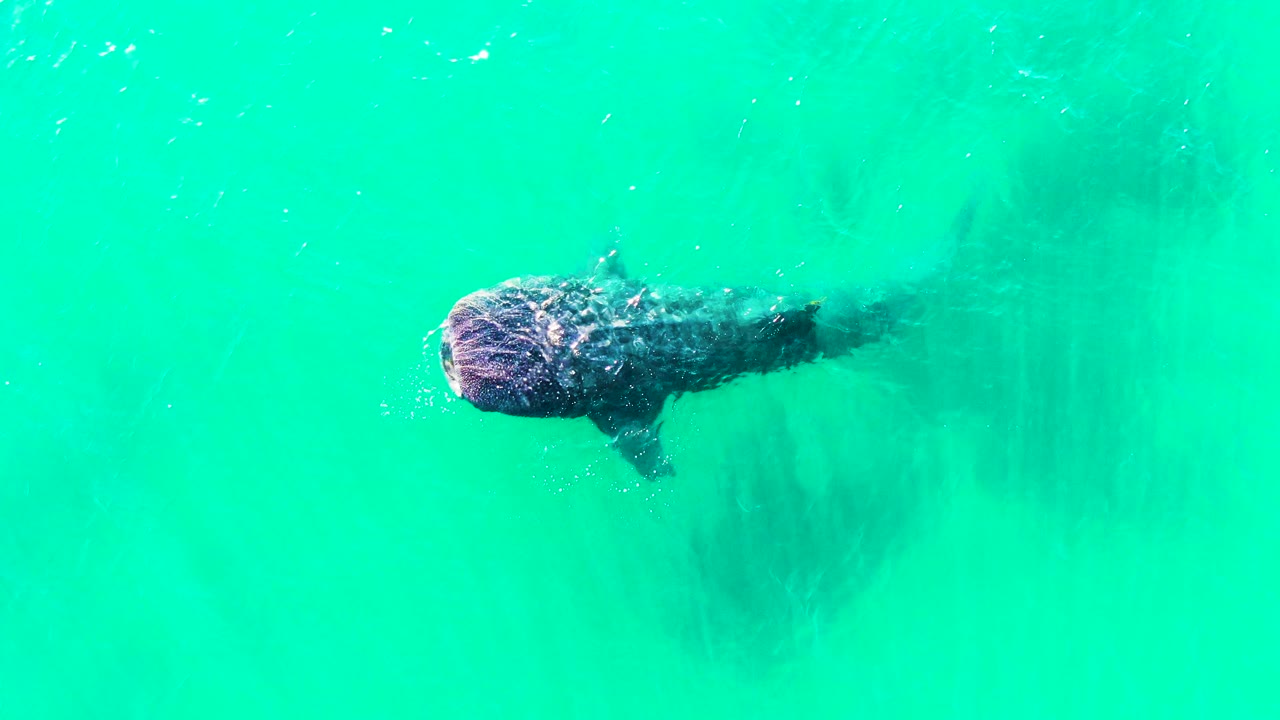 Overhead view of a whale shark entering the frame in Bahia De Los Angeles turquoise water, with its head near the left side and no visible people.