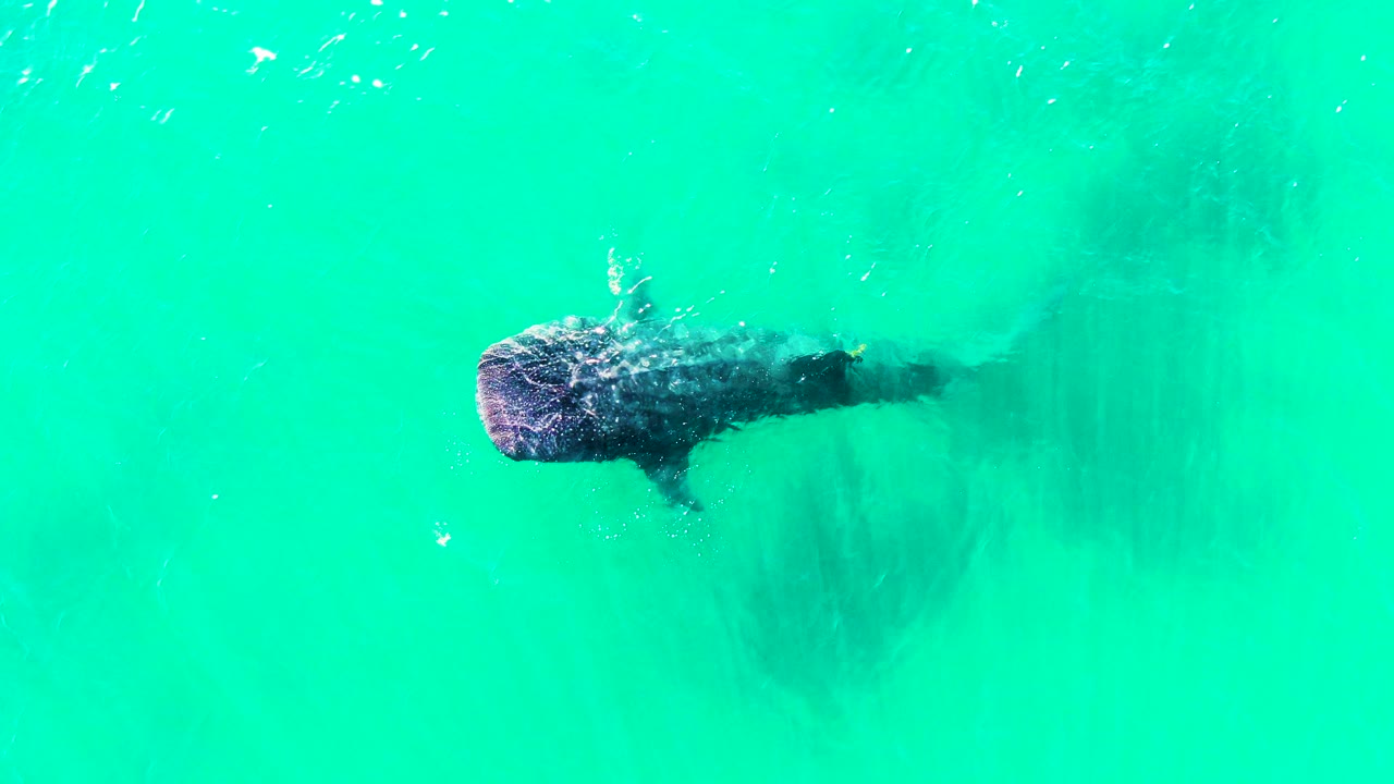Whale shark centered higher in the overhead frame at Bahia De Los Angeles, with a dark trailing body shape and no visible people.