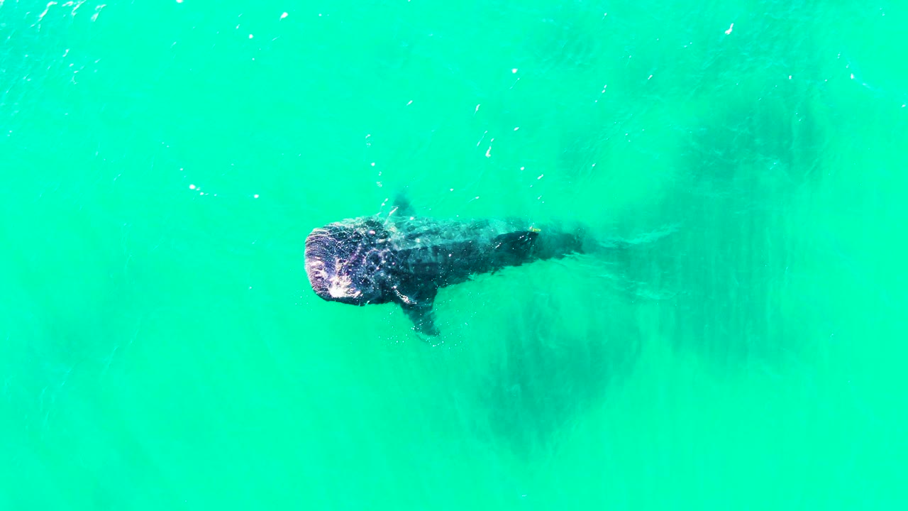 Overhead frame of the whale shark farther across the clear Bahia De Los Angeles water, with its broad head lit near the surface and no visible people.