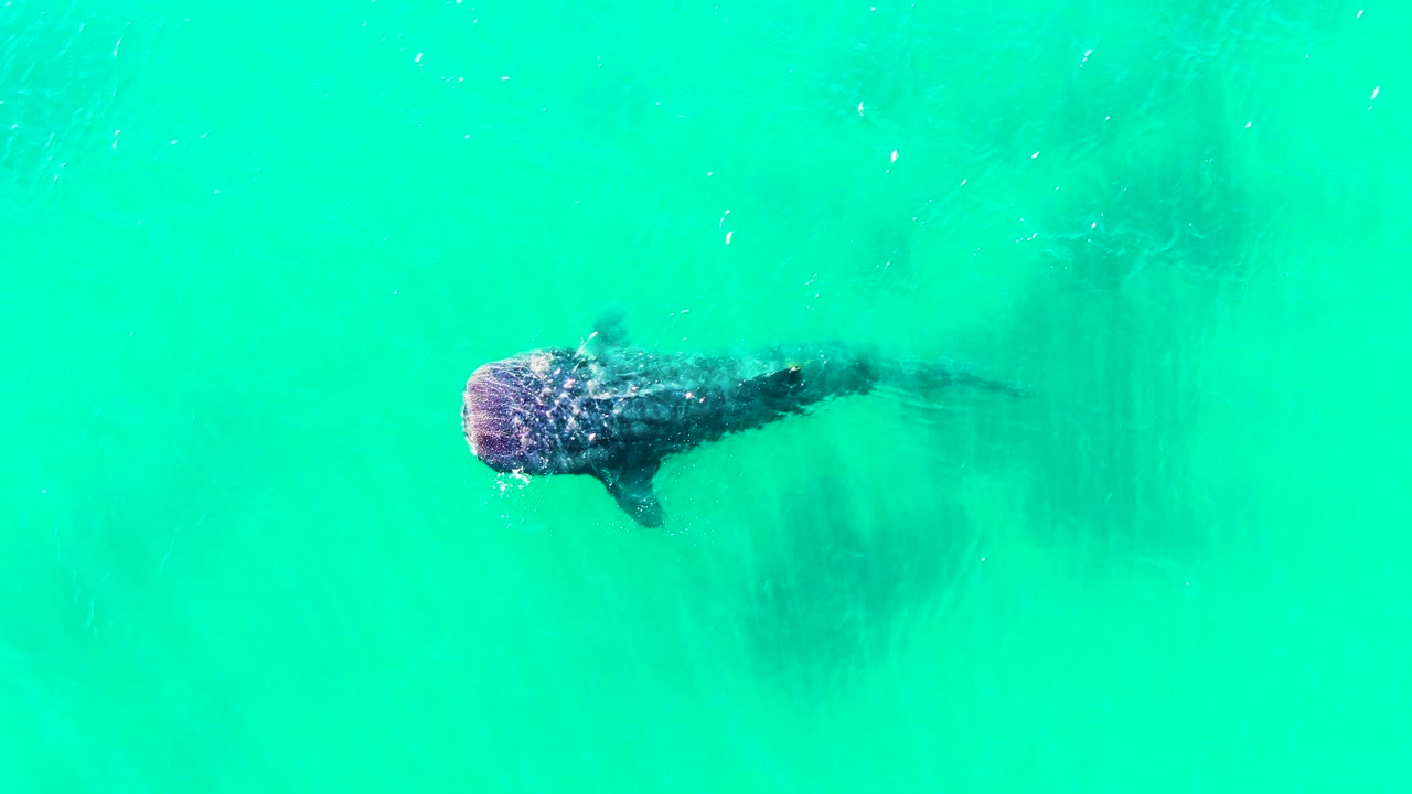 Whale shark lower in frame under turquoise water