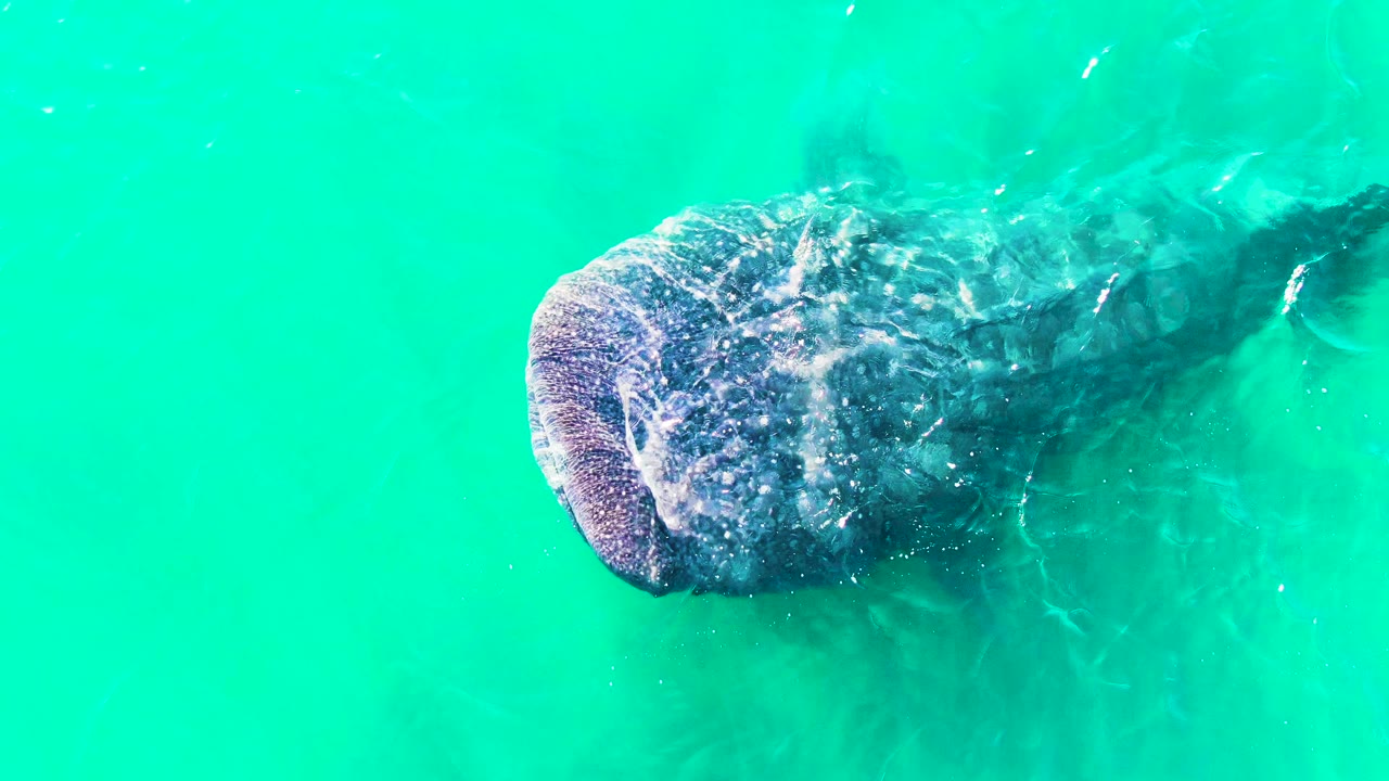 Overhead view of a whale shark near the surface in Bahia De Los Angeles, Baja California Sur, with its broad head at left and no visible people.