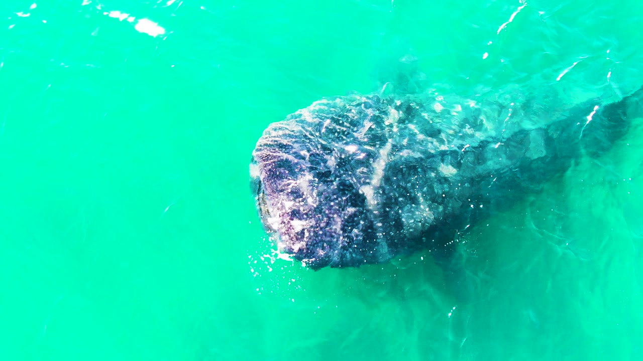 Whale shark head breaking the surface with bubbles
