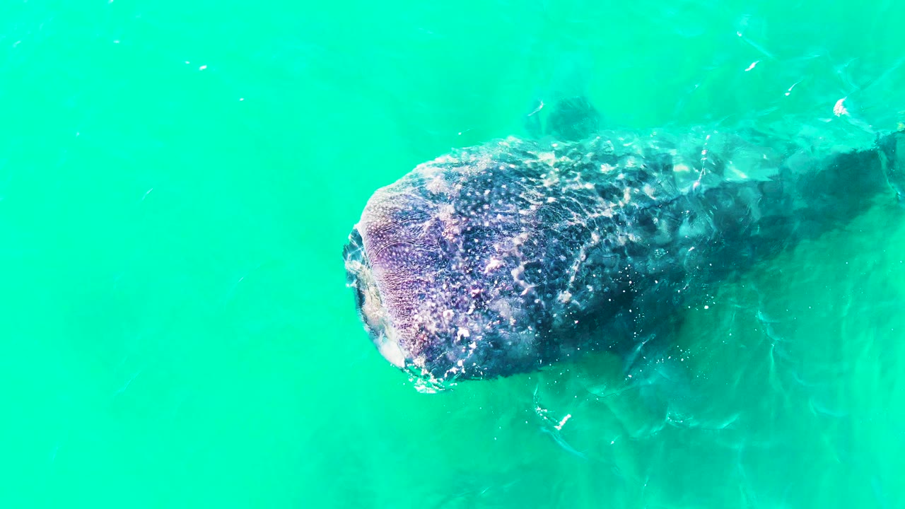 The whale shark is seen from above in Bahia De Los Angeles as its head sits left of center and its body fades into green-blue water, with no visible people.