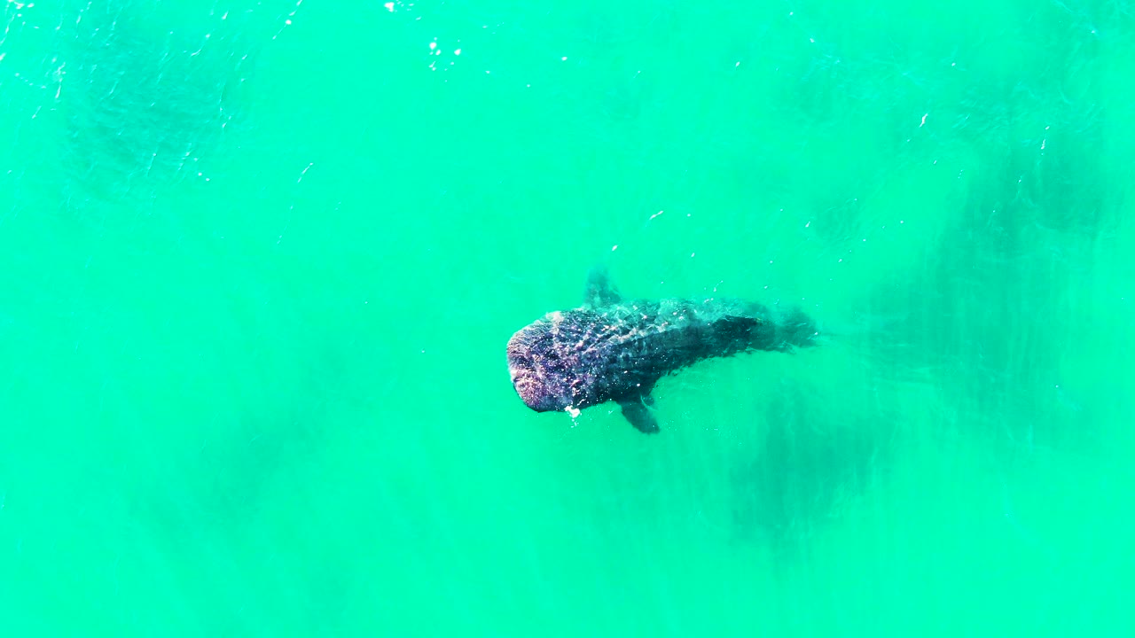 Overhead view of a whale shark near the turquoise surface in Bahia De Los Angeles, Baja California Sur, Mexico, with faint ripples and no visible people.
