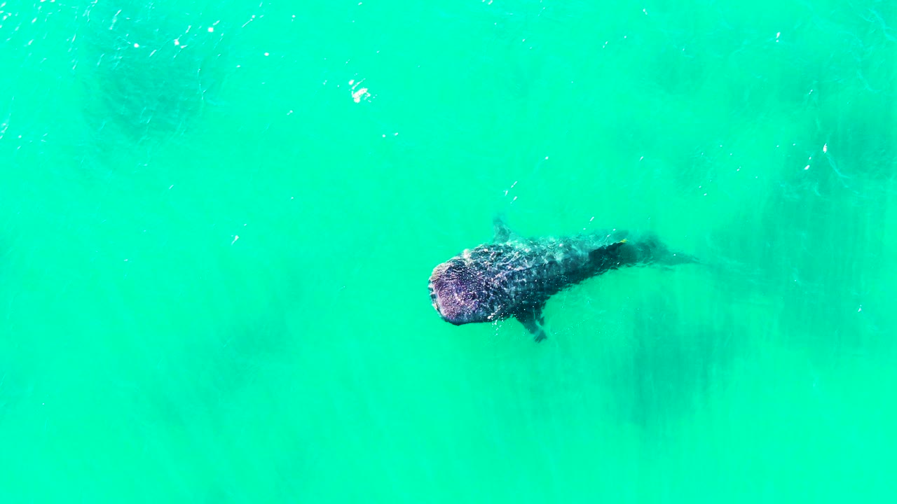 A whale shark glides under clear green-blue water in Bahia De Los Angeles, with its patterned head visible and no visible people.