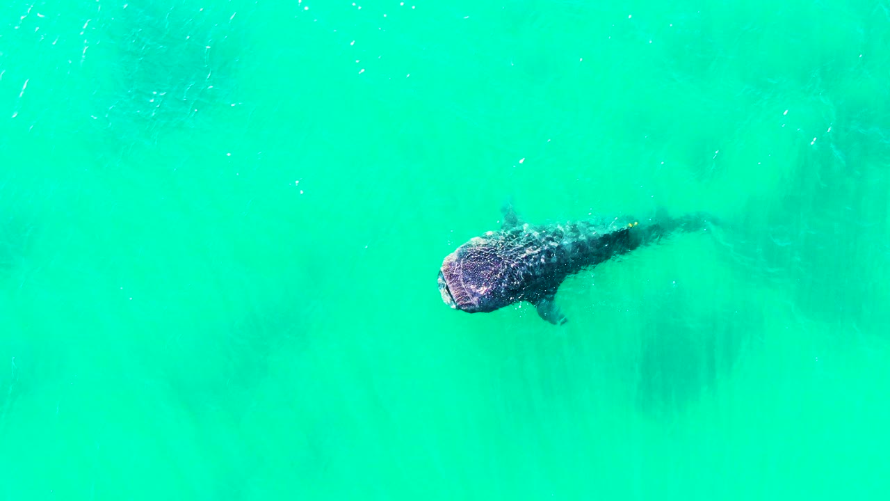 The whale shark remains just below bright turquoise water in Bahia De Los Angeles, with small surface marks and no visible people.