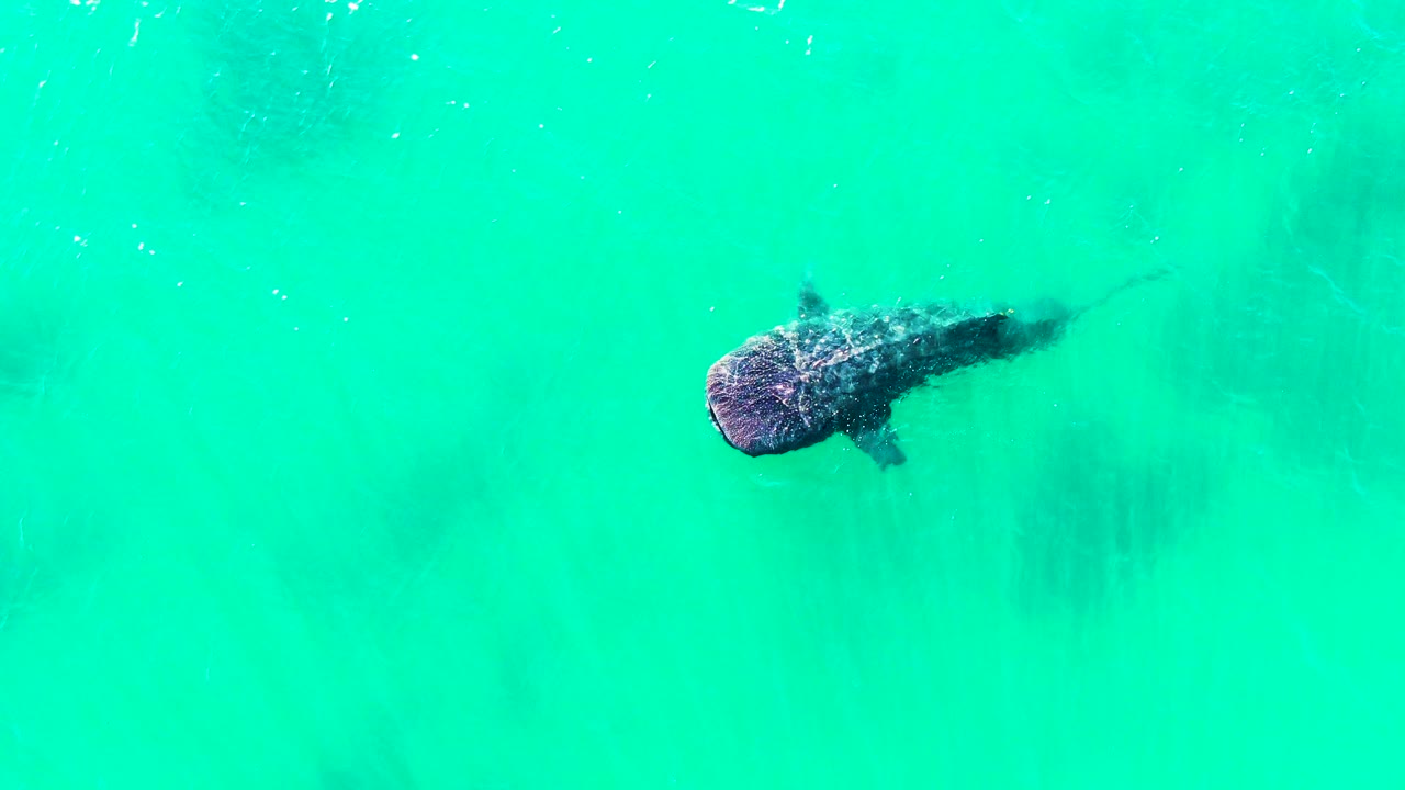 Overhead frame of the whale shark angled beneath calm turquoise ocean water in Bahia De Los Angeles, with dark underwater shading and no visible people.