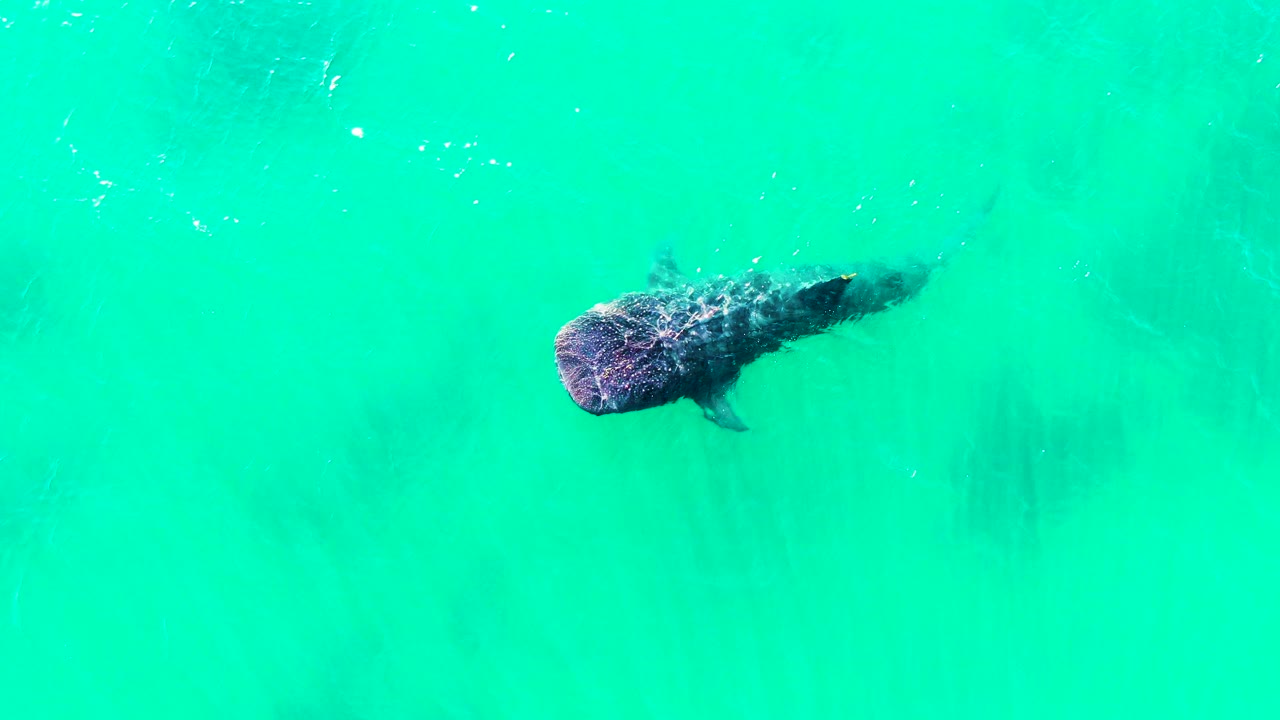 Whale shark near the upper left in turquoise water