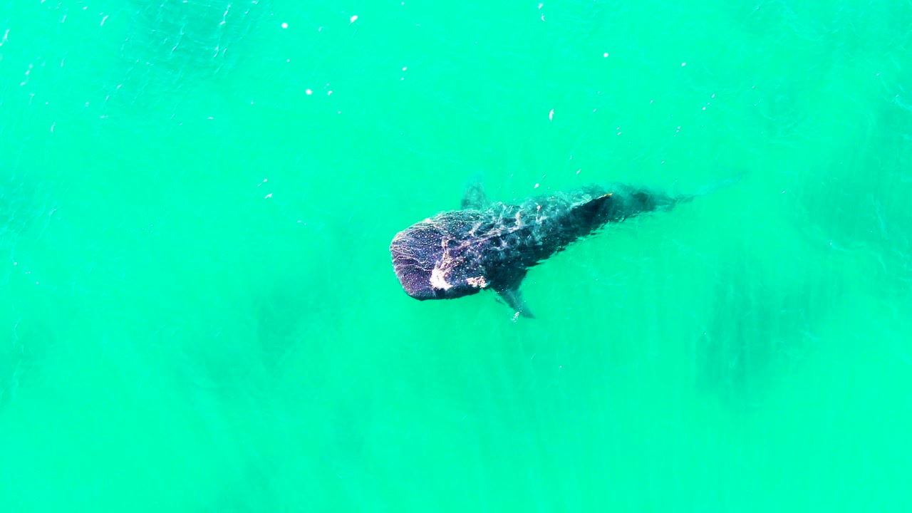 Overhead view of the whale shark slightly farther across the turquoise water in Bahia De Los Angeles, Mexico, with its spotted back and tail wake visible and no visible people.