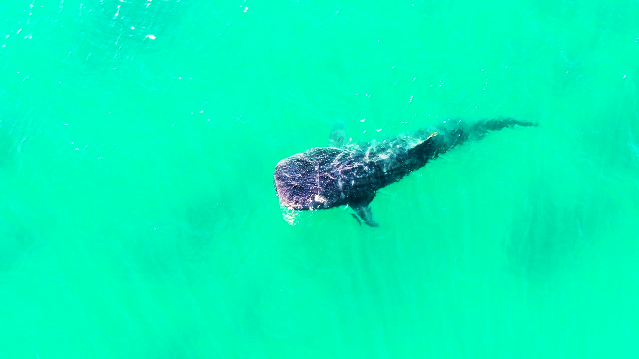 Overhead frame of the whale shark positioned toward the right side of the clear water in Bahia De Los Angeles, Mexico, with a dark tail plume and no visible people.