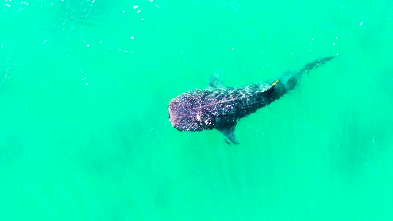 Overhead shot of the whale shark angled through bright turquoise water in Bahia De Los Angeles, Mexico, with the broad head and pectoral fin visible and no visible people.