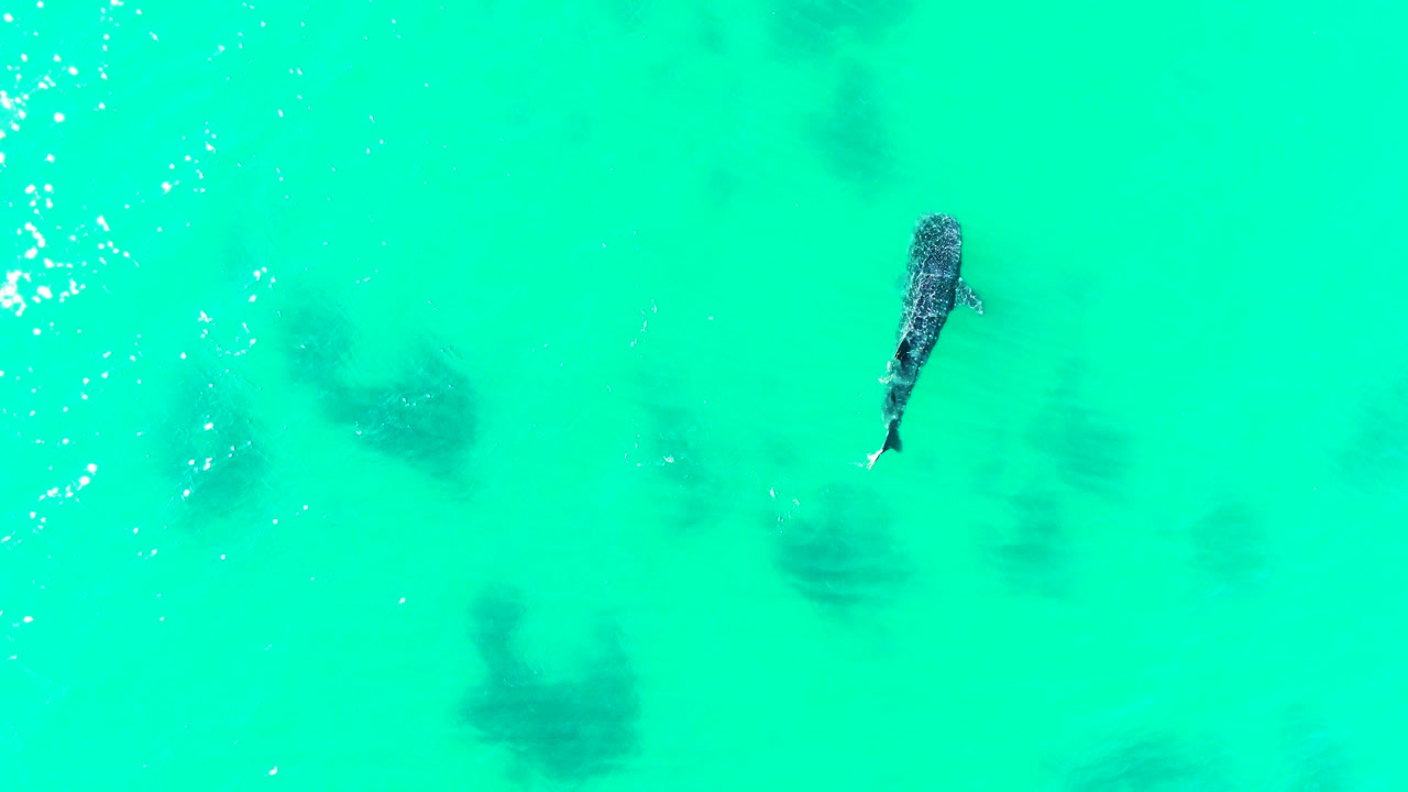 Whale shark near the upper right of turquoise ocean water.