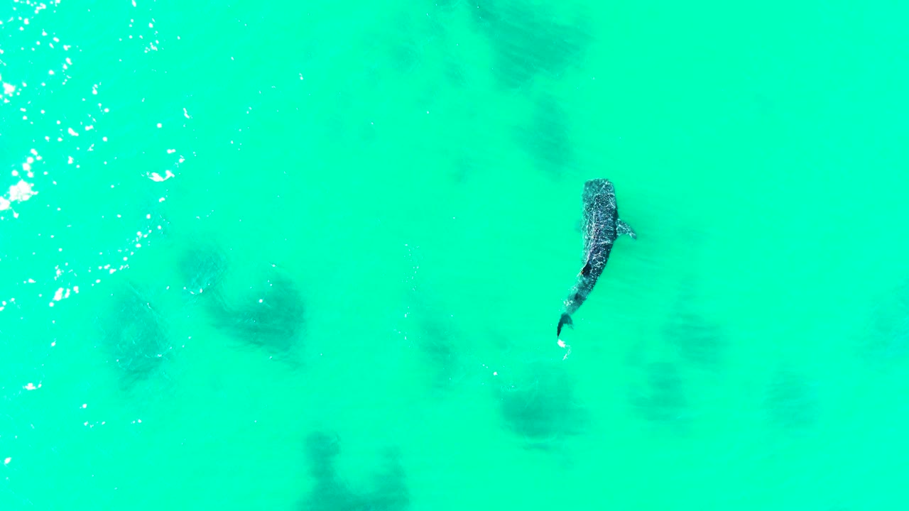 The whale shark appears slightly lower in the overhead Bahia De Los Angeles water view, with scattered bubbles and muted dark shapes below the surface, and no visible people.