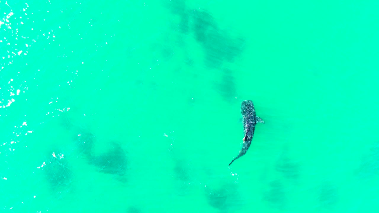 Mid-clip overhead frame of the whale shark in bright turquoise Bahia De Los Angeles water, with faint underwater shadows around the center of the frame and no visible people.