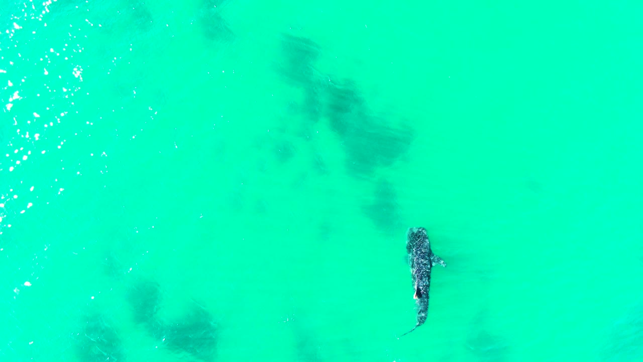The whale shark is lower in the overhead view of Bahia De Los Angeles water, with dark submerged forms spread across the background and no visible people.