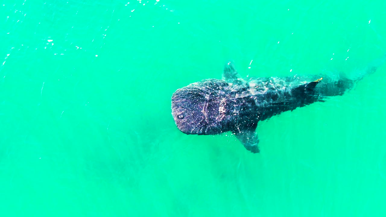 A whale shark appears near the upper center of bright turquoise water in Bahia De Los Angeles, with its broad head left of frame and no visible people.