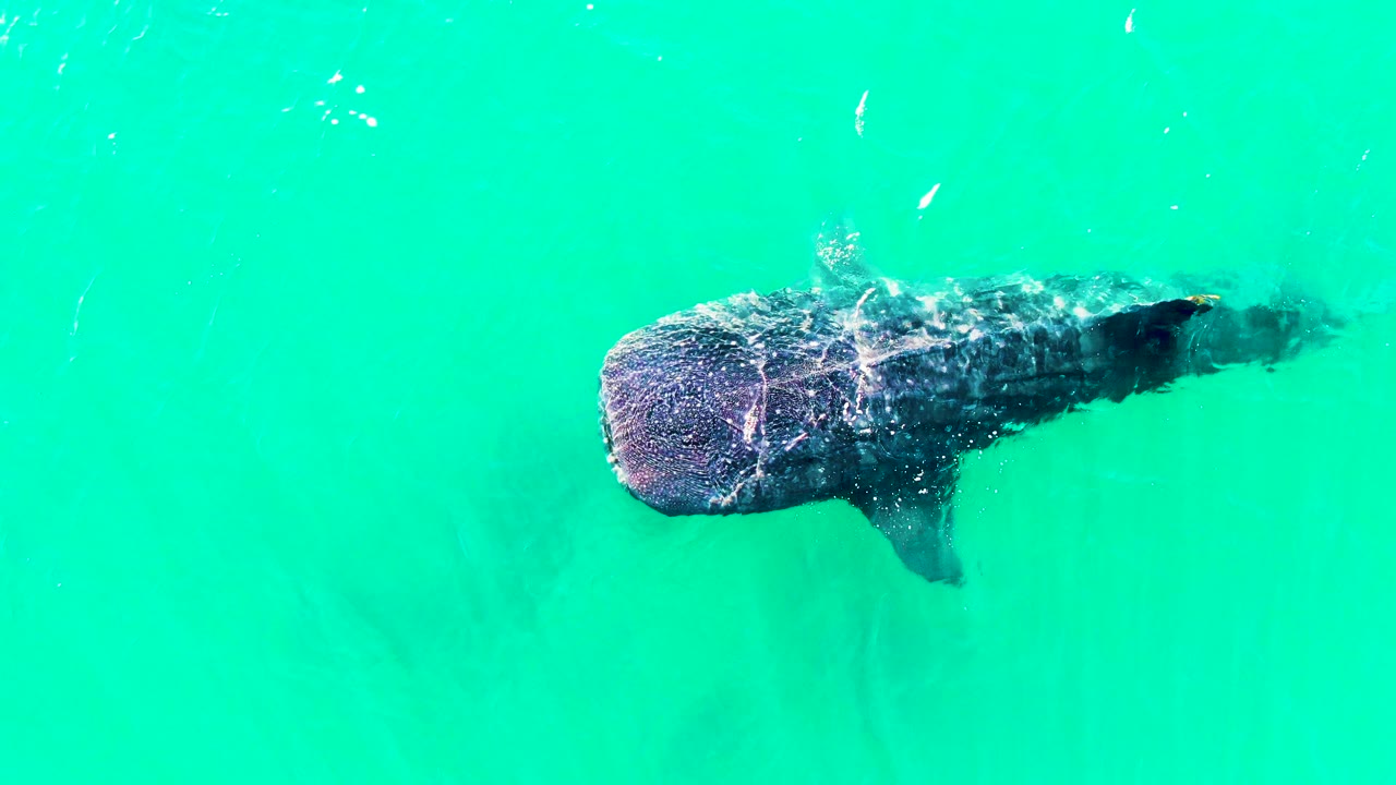 The whale shark is larger in frame beneath rippled turquoise water in Bahia De Los Angeles, with white surface streaks across its back and no visible people.