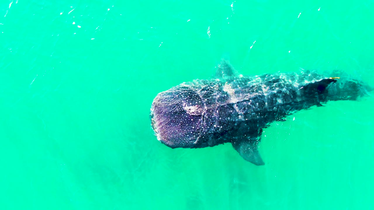 A whale shark crosses the upper portion of the frame in Bahia De Los Angeles, its dark spotted body contrasting with bright turquoise water and no visible people.