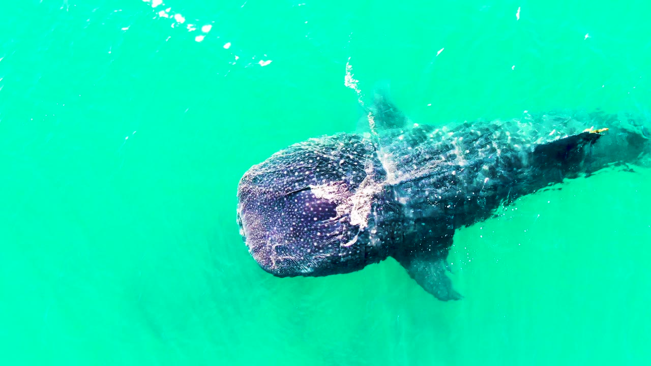Close overhead view of whale shark head and back.