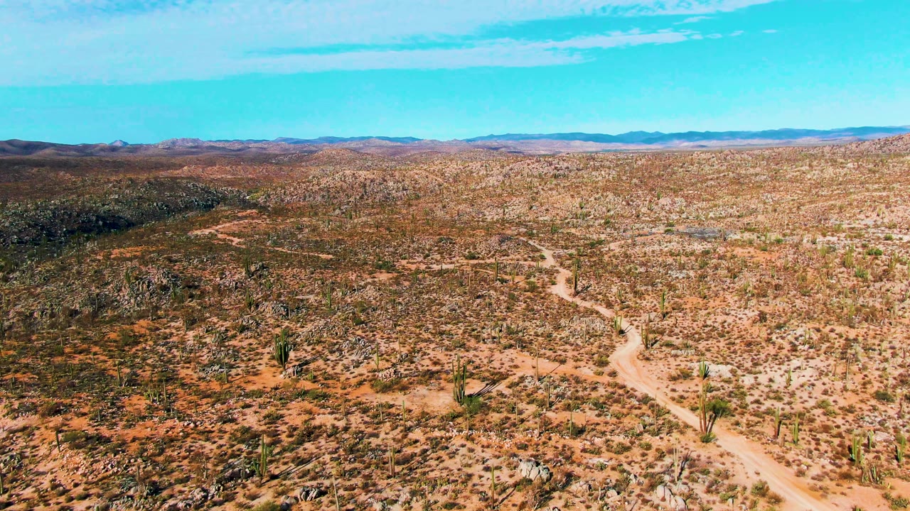Winding dirt track crossing cactus-dotted desert under a bright blue sky.