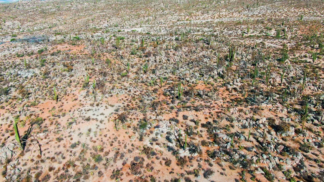 Aerial frame in Catavina BC Mexico showing taller cacti standing among pale rocks, dry brush, red soil patches, and no visible people.