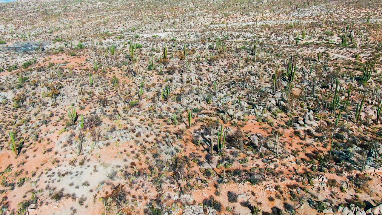 Desert aerial with cactus, boulders, and scrub across red-beige soil