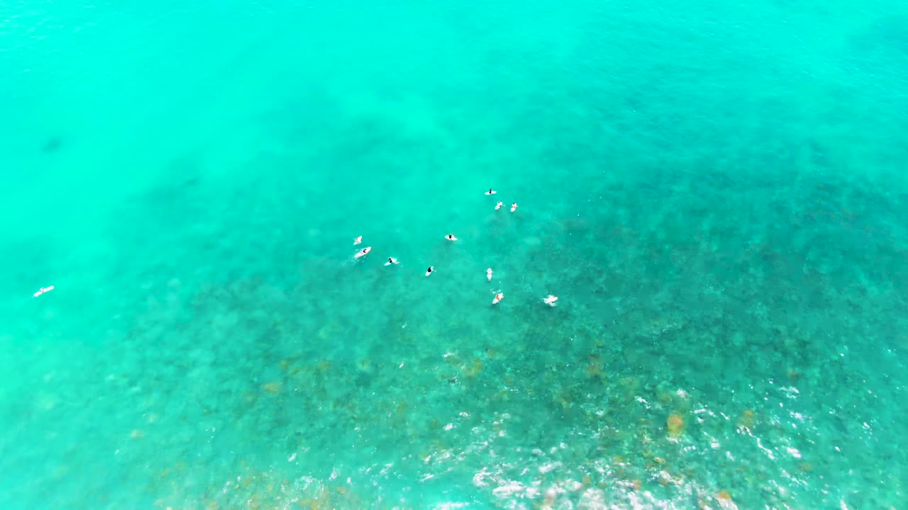 Seabirds floating over clear turquoise ocean water
