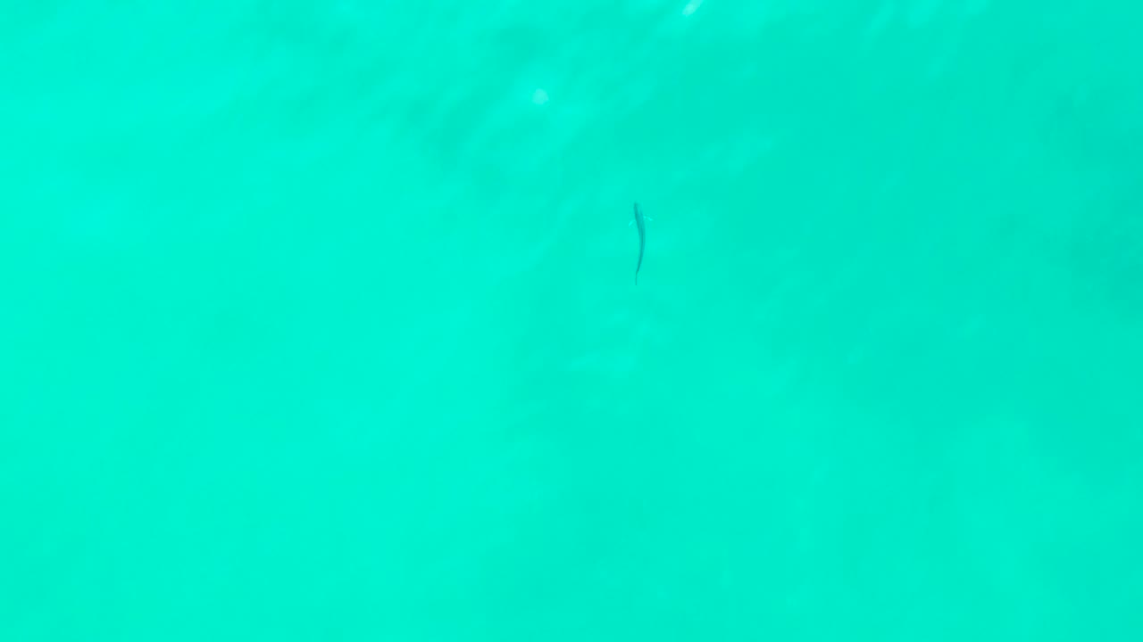 Small dark fish in turquoise water