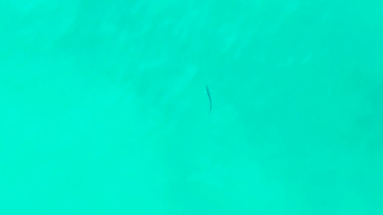 A small dark fish appears slightly right of center in clear blue green water at Punta Buzzards, Baja California Sur, with no visible people.