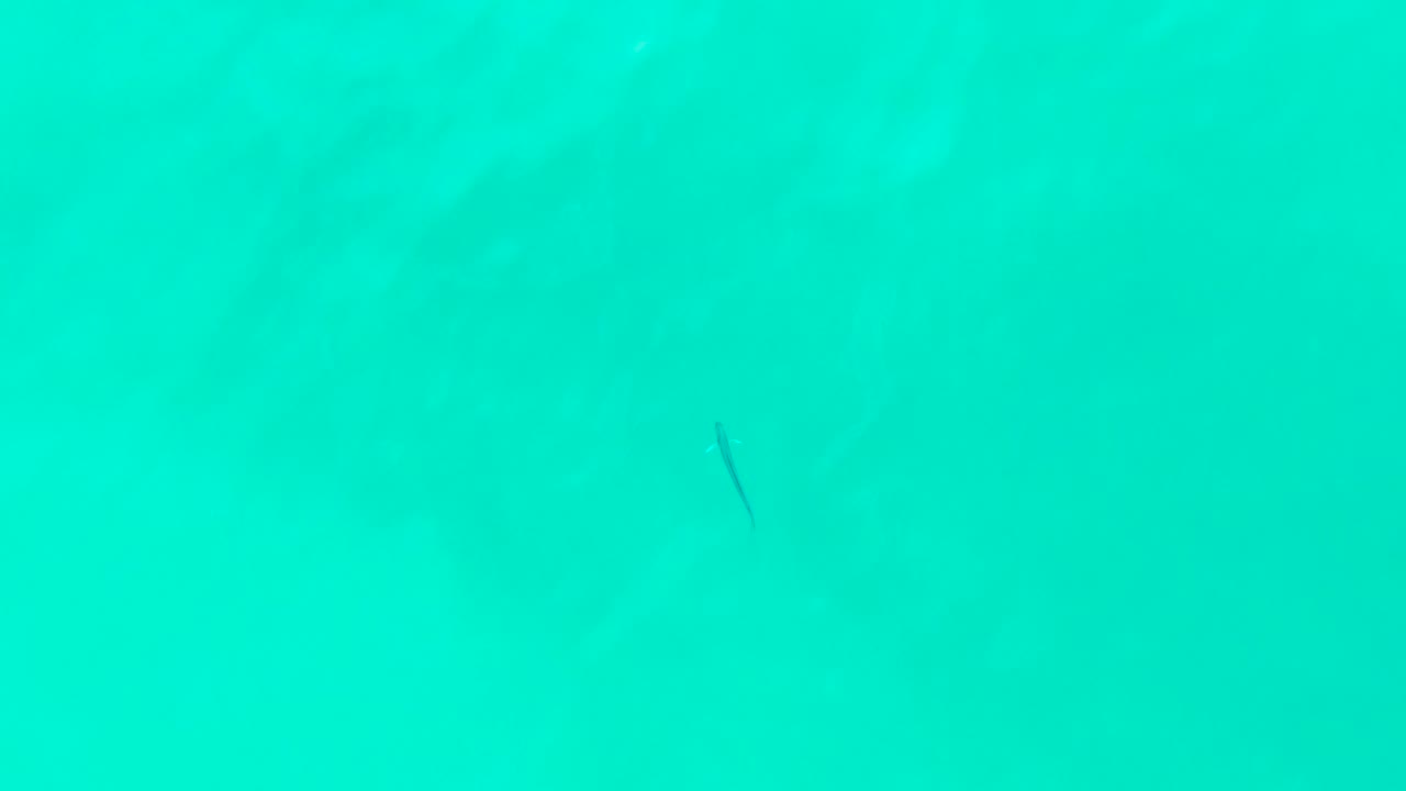 A tiny dark fish is visible near the right side of the frame in uniform turquoise water at Punta Buzzards, Baja California Sur, with no visible people.