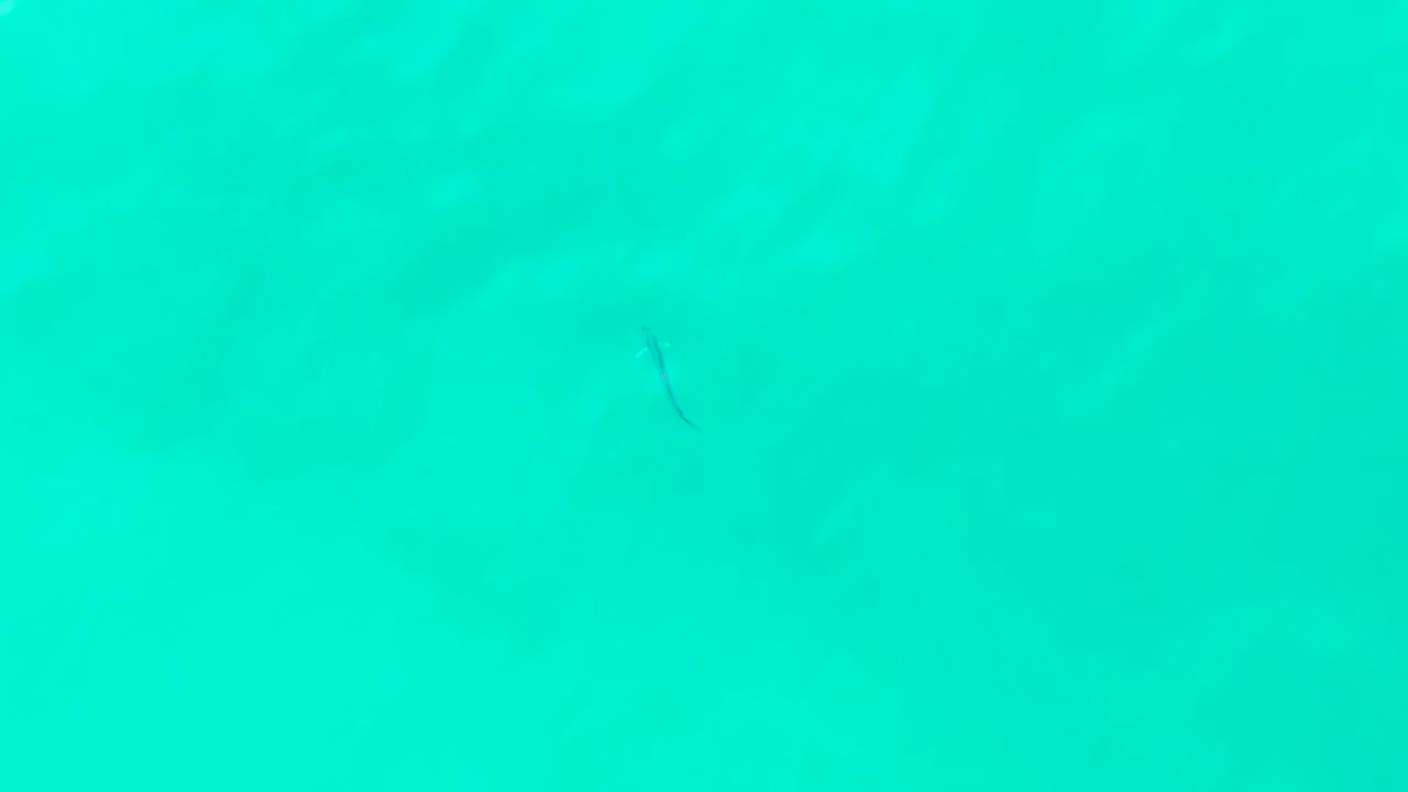 A small dark fish appears lower in the frame within clear turquoise ocean water at Punta Buzzards, Baja California Sur, with no visible people.