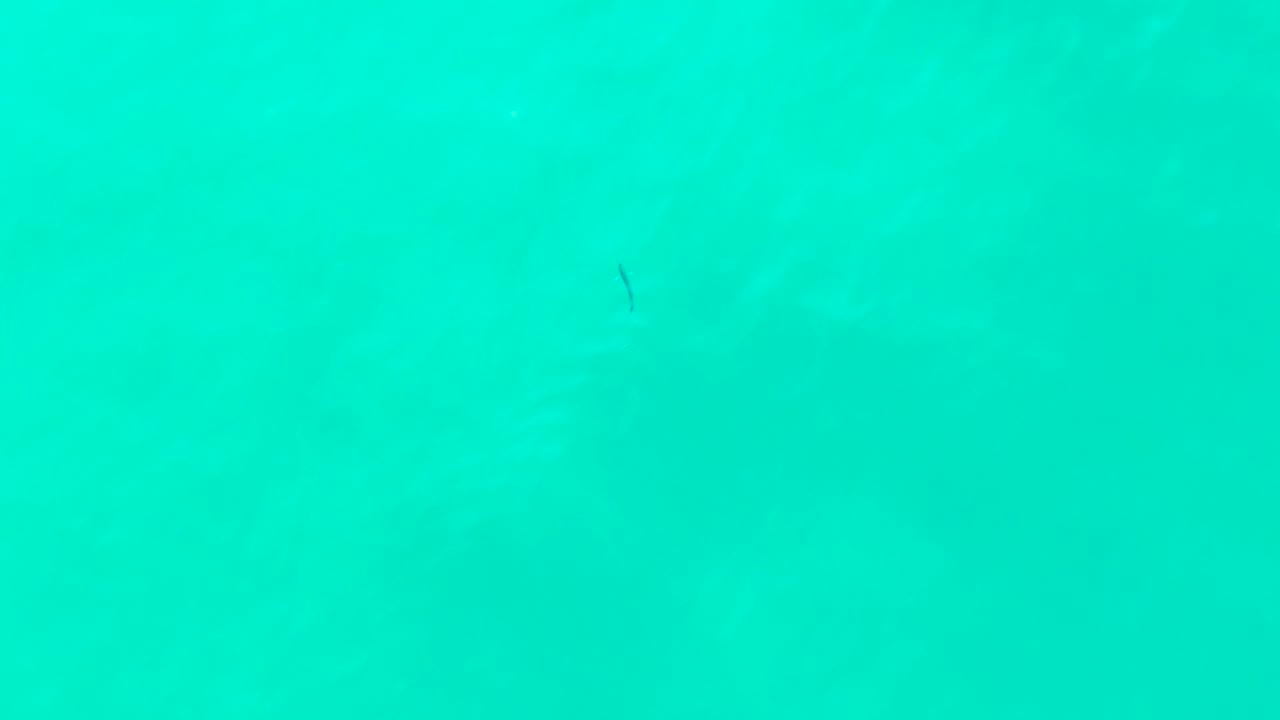 Blue-green water at Punta Buzzards with scattered small dark fish shapes against a mostly open background, no visible people.
