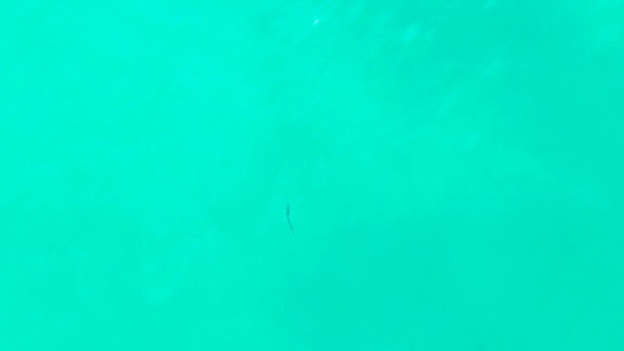 Clear turquoise ocean water at Punta Buzzards with a few faint fish silhouettes and soft tonal bands from the surface, no visible people.